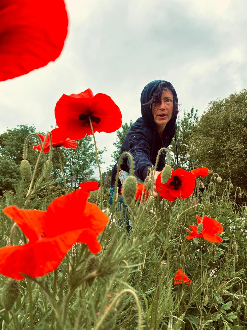 Cueillette de coquelicots aux Graines Buissonnières
