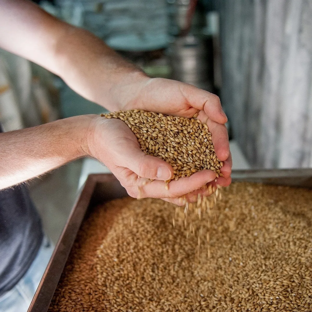 Grains d'orge maltée de la ferme brasserie La Rieuse